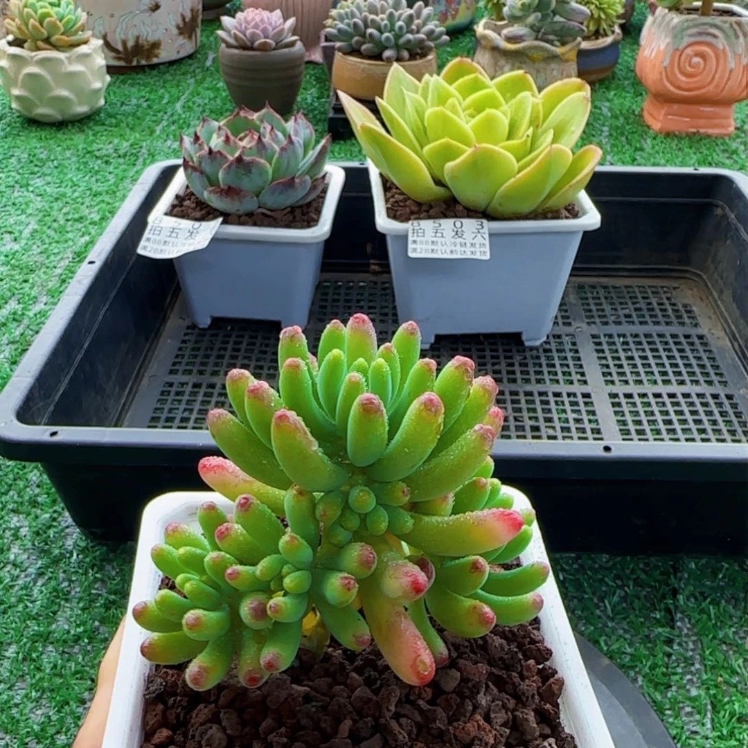 精品多肉编号8504