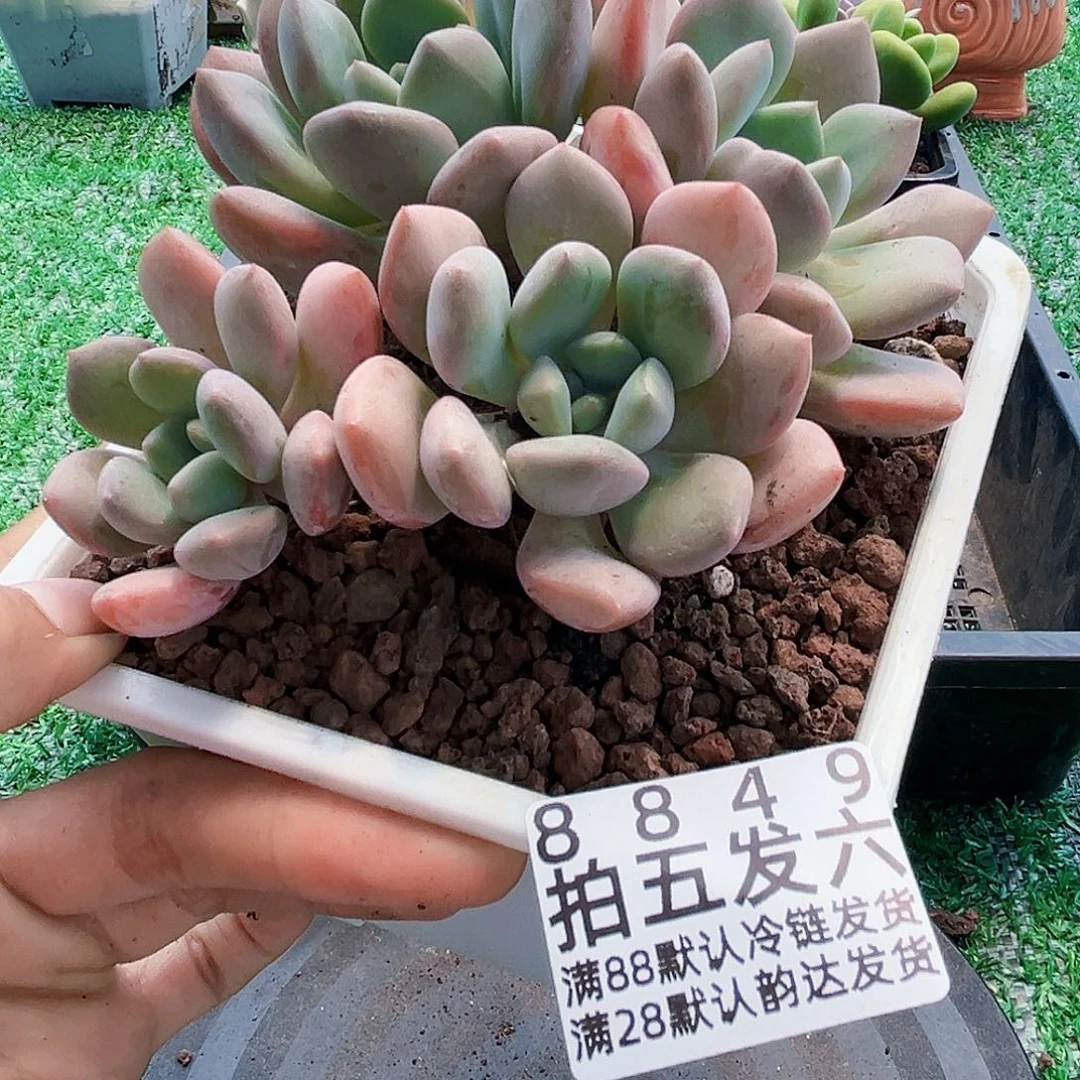 精品多肉编号8849