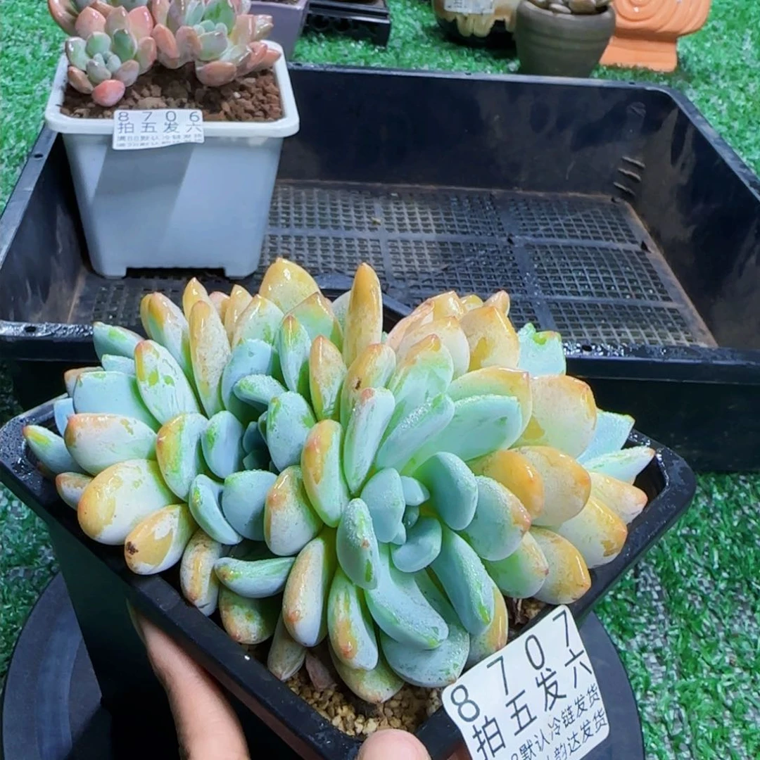 精品多肉编号8707
