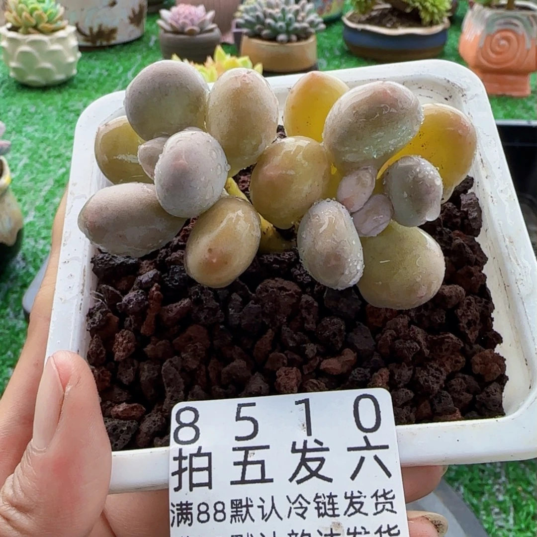 万**芸精品多肉编号8510
