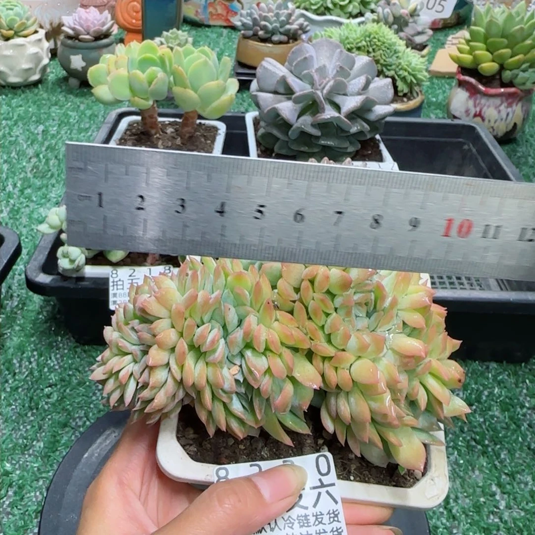 精品多肉编号8220