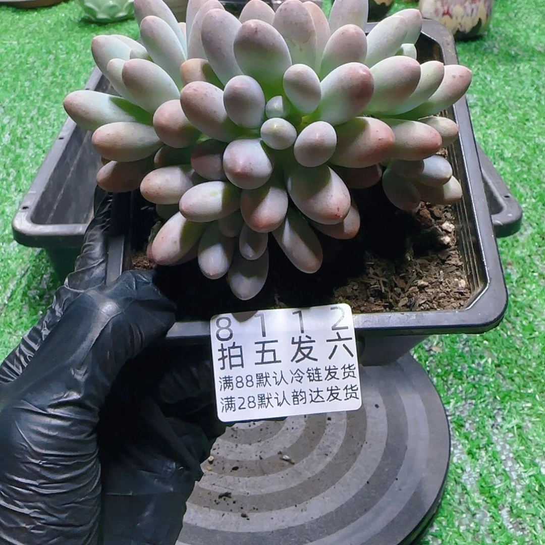 精品多肉编号8112