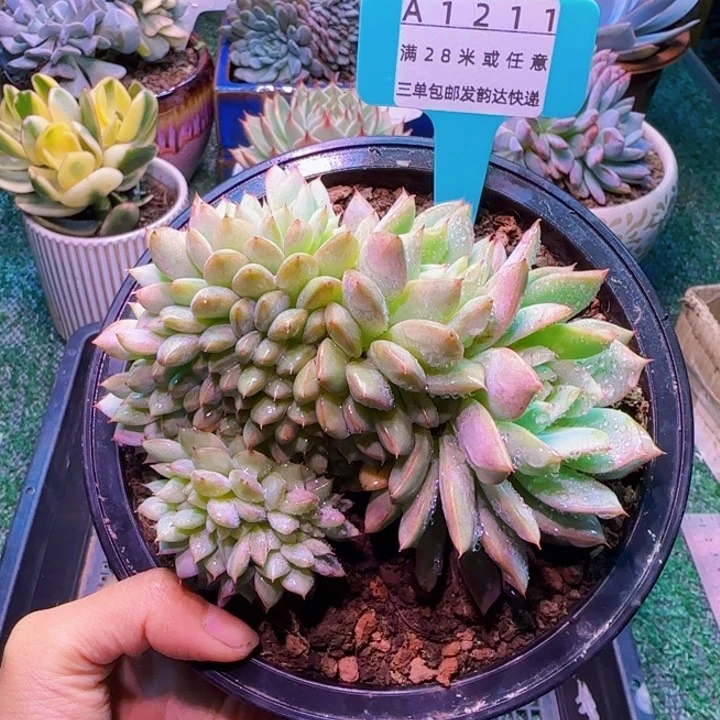 解忧精品多肉编号A1211