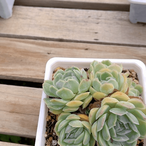 精品多肉编号3854