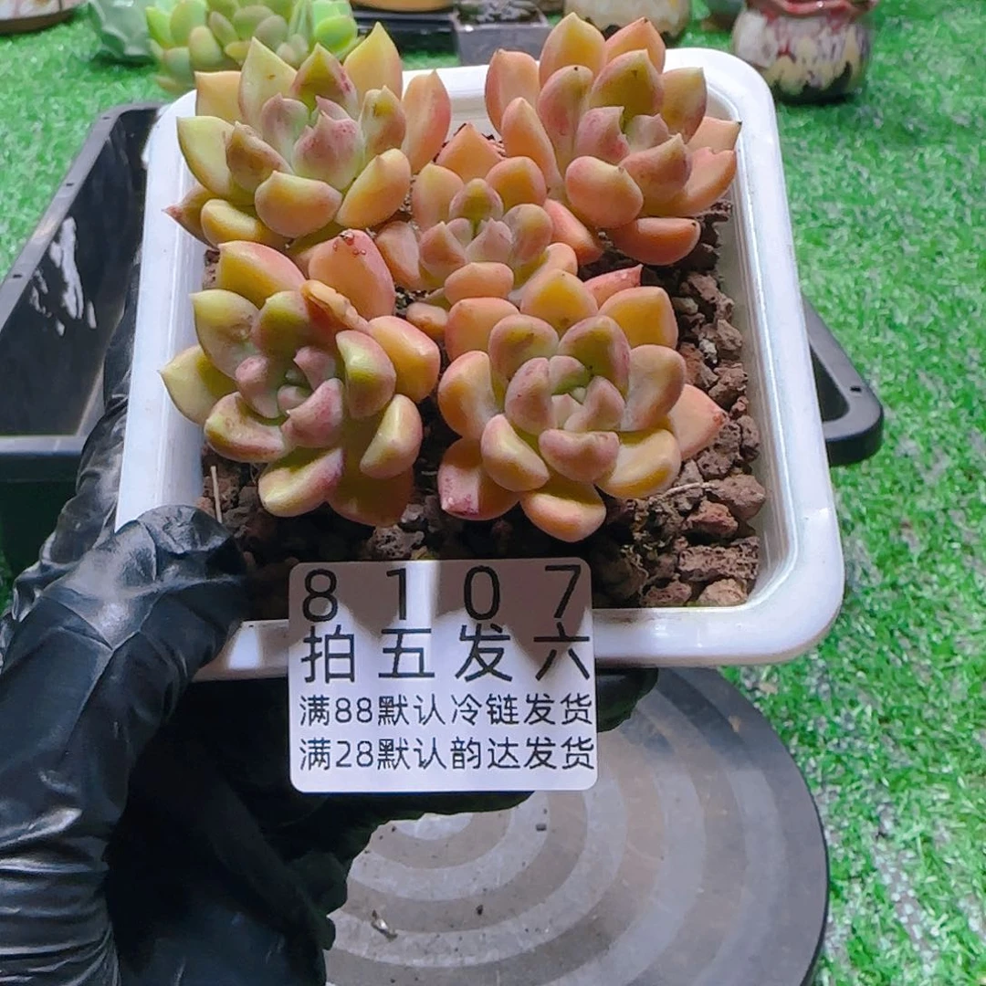 精品多肉编号8107