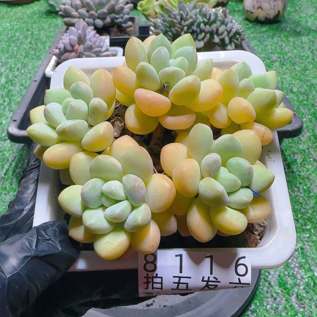 精品多肉编号8116