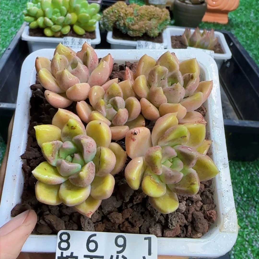 精品多肉编号8691