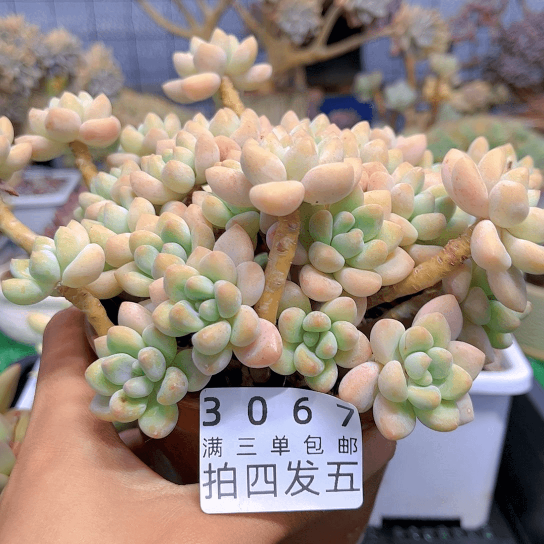 一物一拍肉肉3067