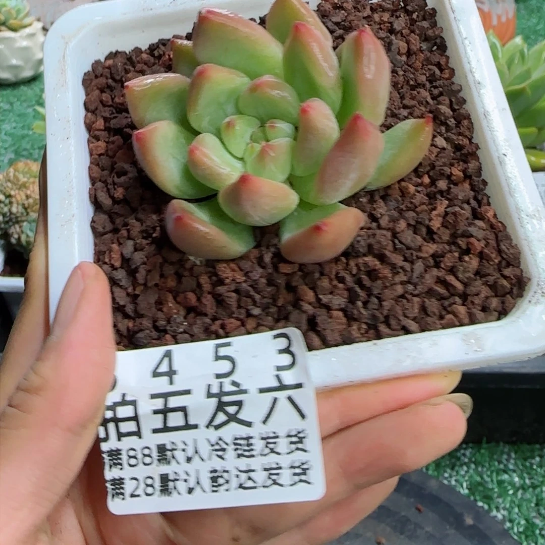 精品多肉编号8453