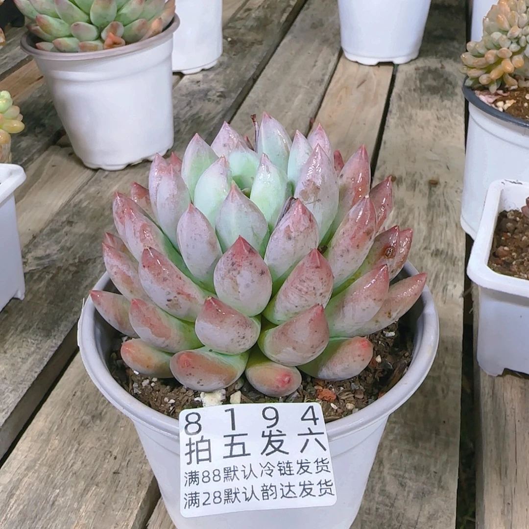 ?****精品多肉编号8194
