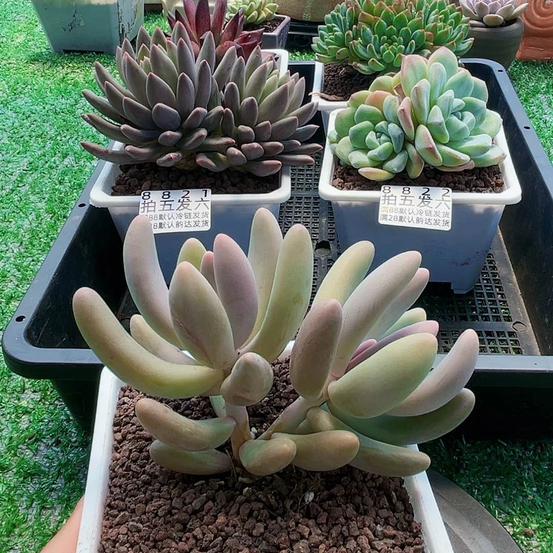 精品多肉编号8823