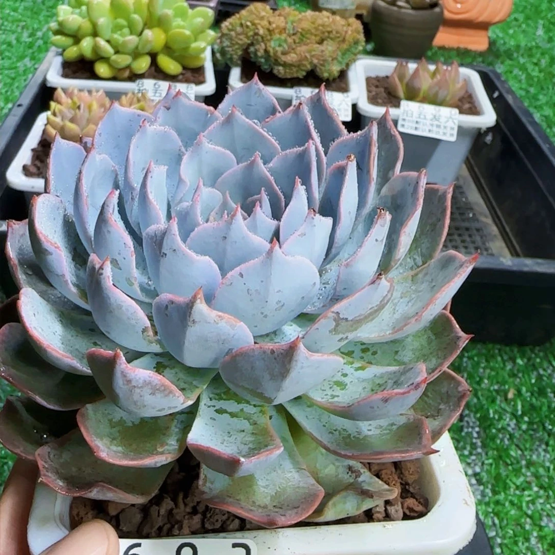 精品多肉编号8692