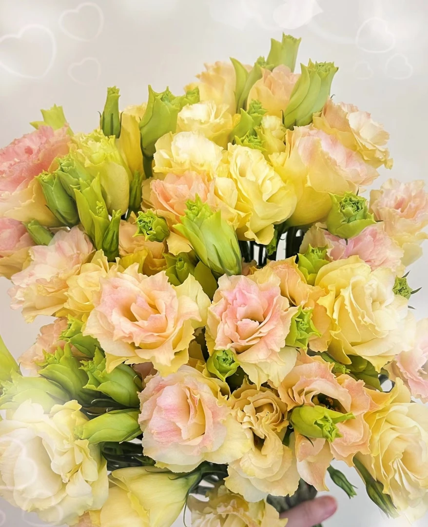 洋桔梗鲜花家养鲜花昆明直发德邦物流两件包邮