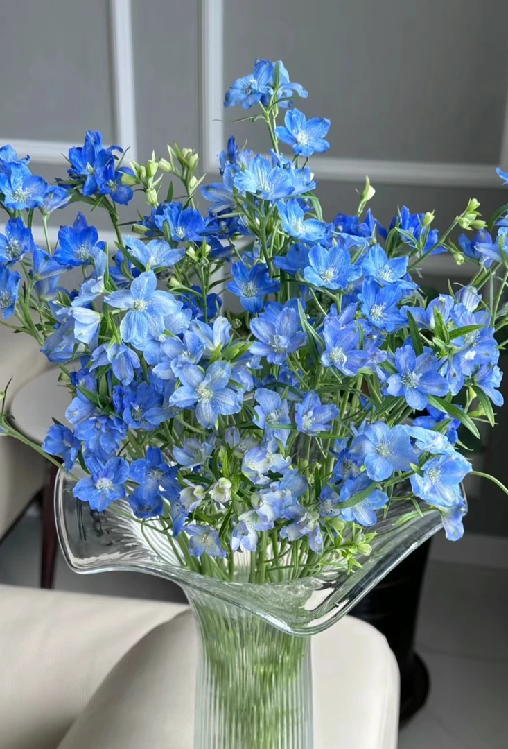 小飞燕家养鲜花昆明直发德邦快递两单包邮