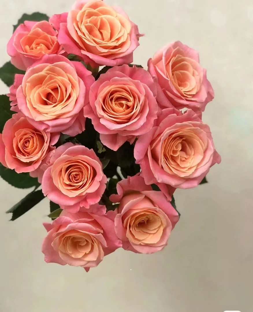 两单包邮！单头【猪小姐】玫瑰花