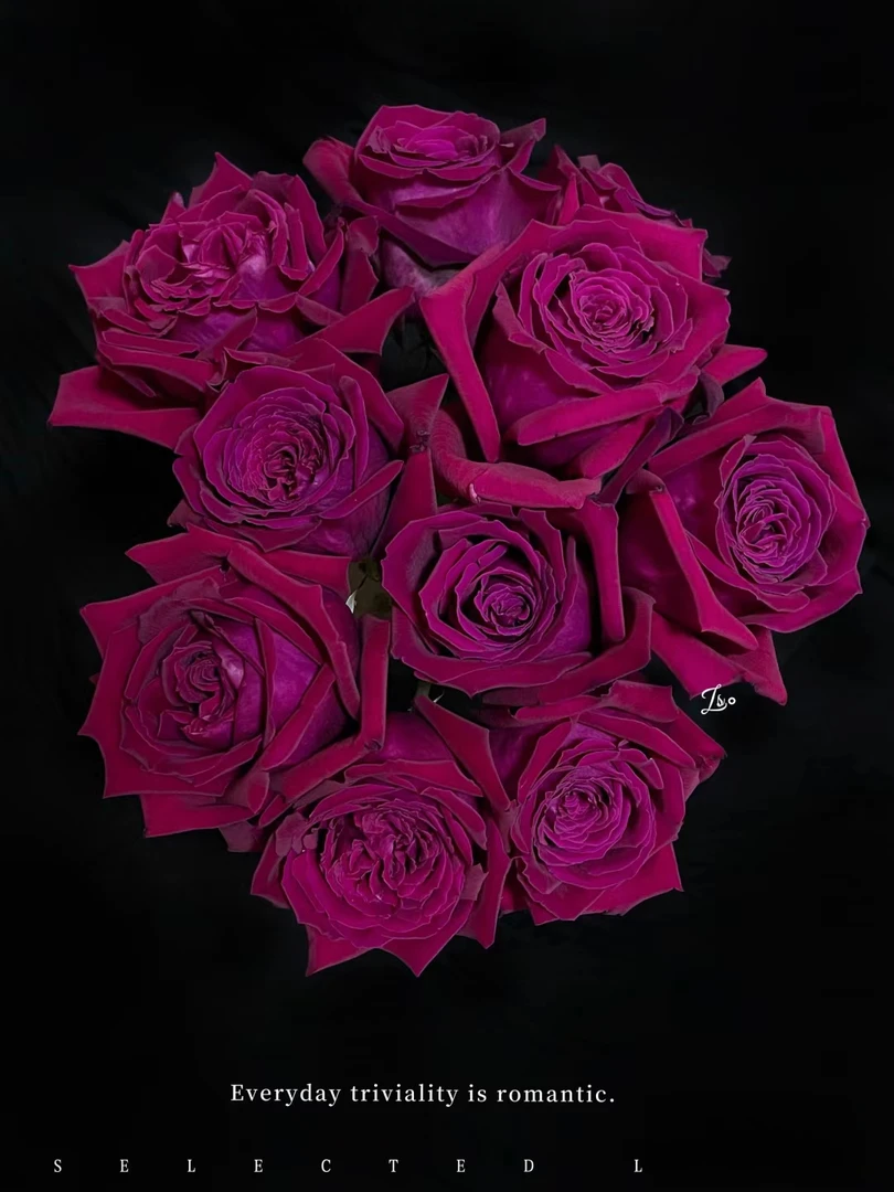 两单包邮！单头【恩钿夫人】玫瑰花