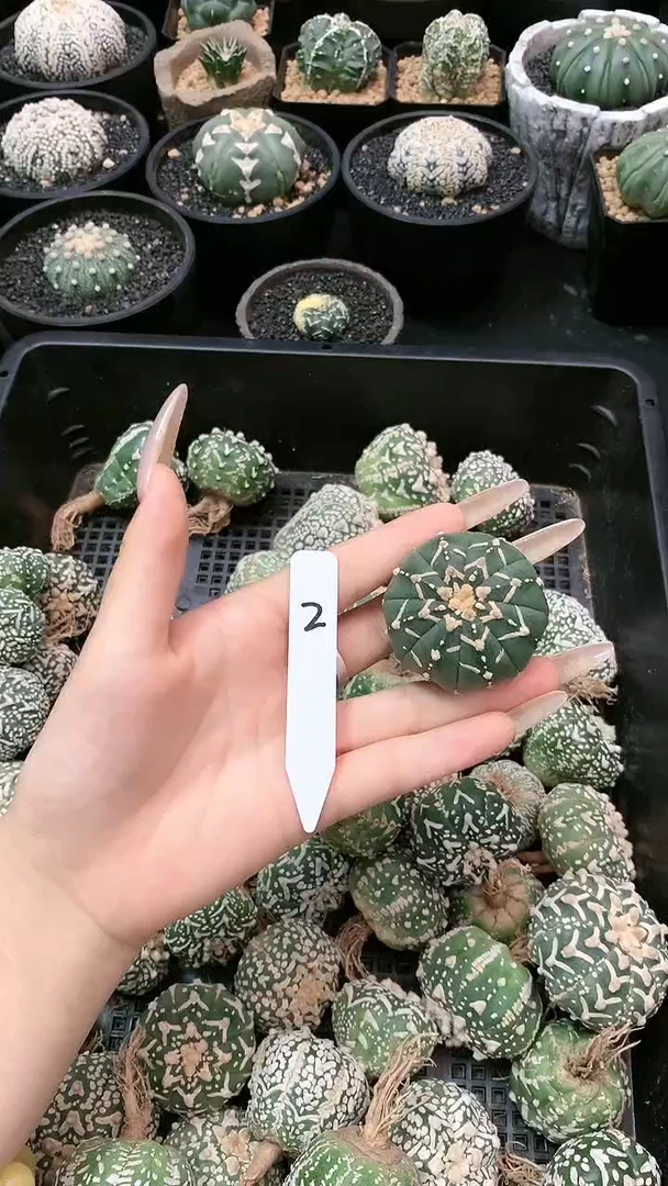【闪购商品】小高货一颗 2号