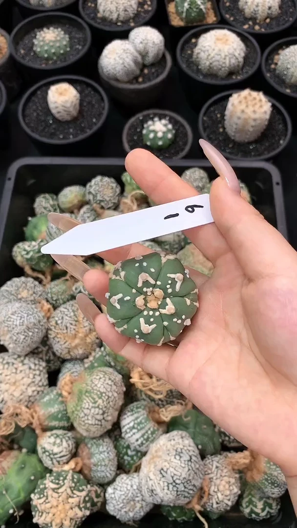 【闪购商品】兜61号