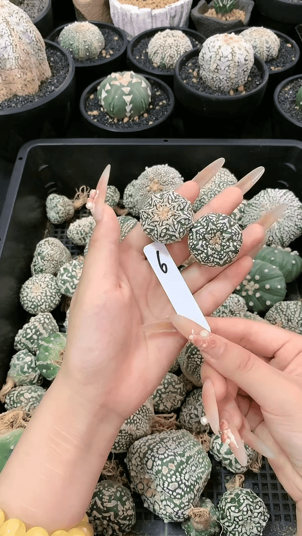 【闪购商品】生长纹两颗 6号