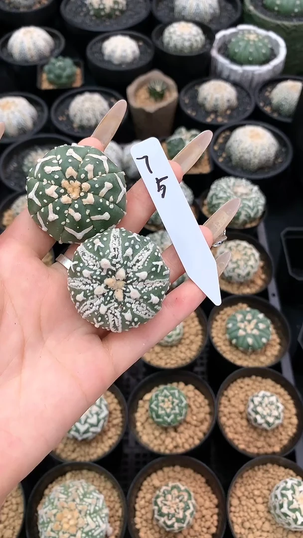 【闪购商品】兜兜75号