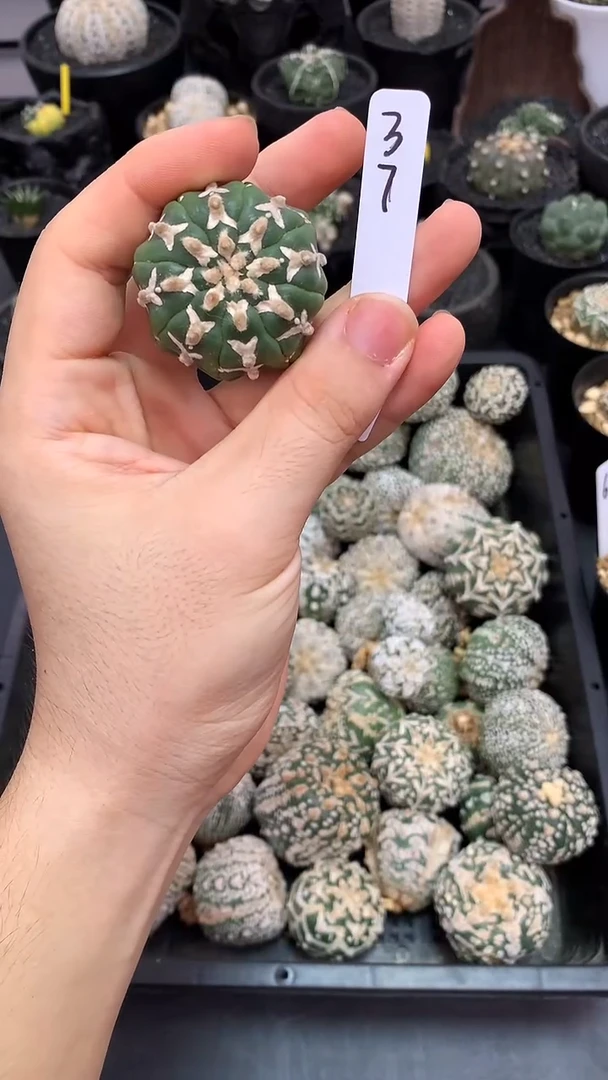 【闪购商品】实生琉璃，37号