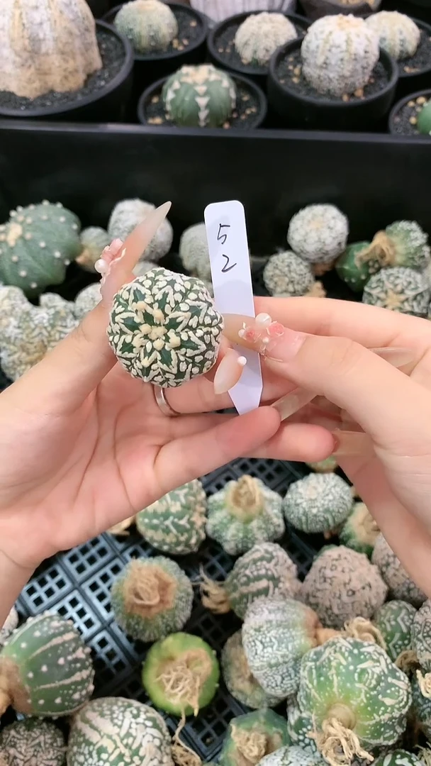 【闪购商品】兜 52号