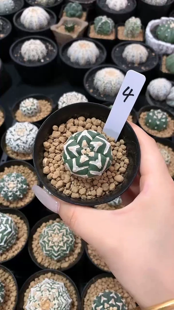 【闪购商品】高货4号