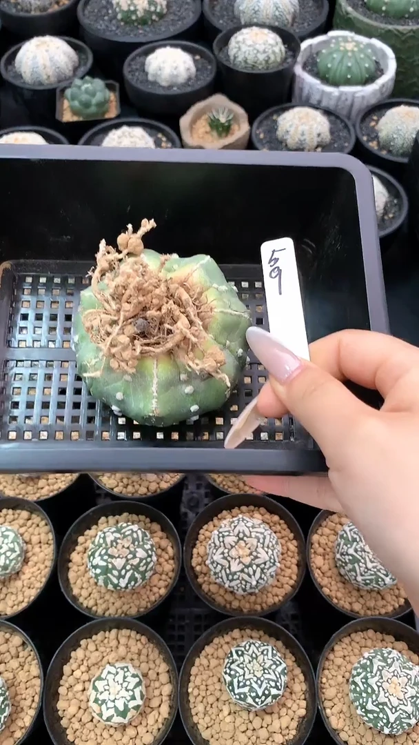 【闪购商品】兜59号