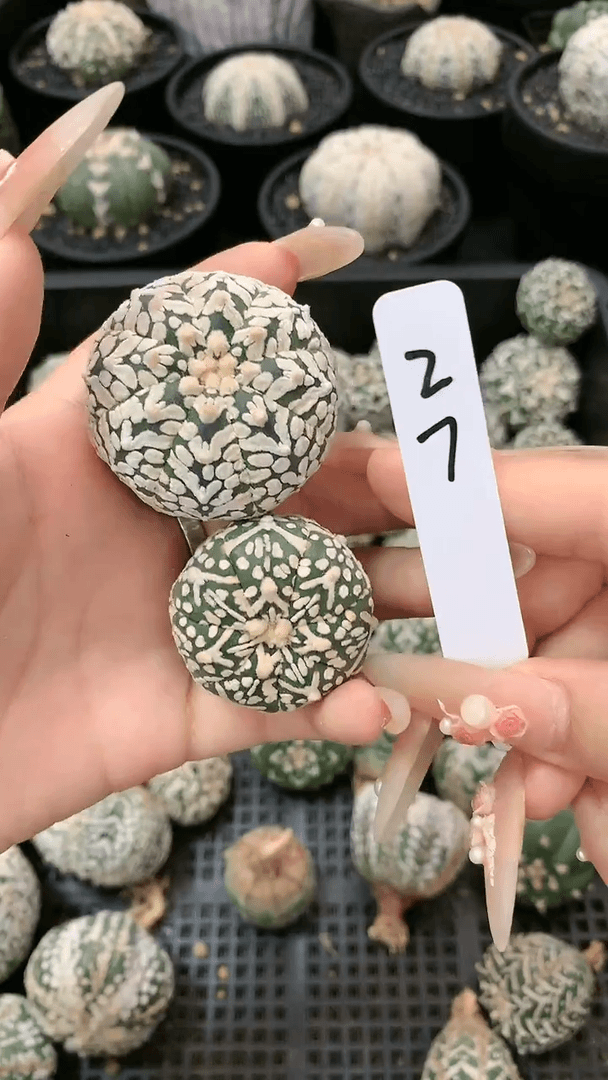 【闪购商品】生长纹两颗27号