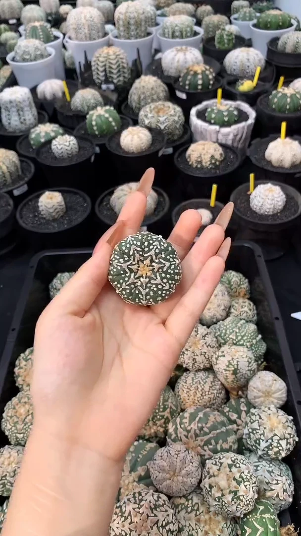 【闪购商品】漂亮兜带轻微生长纹，2号