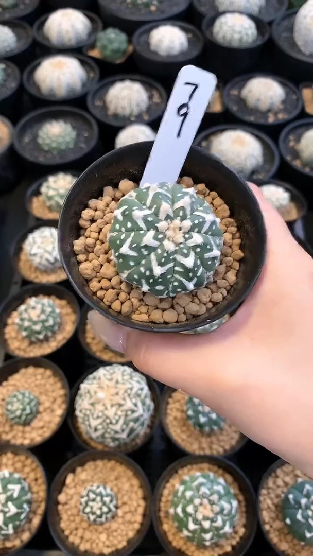 【闪购商品】兜79号