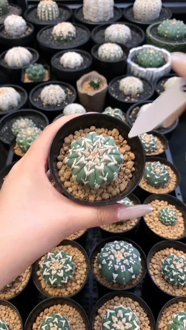 【闪购商品】兜18号