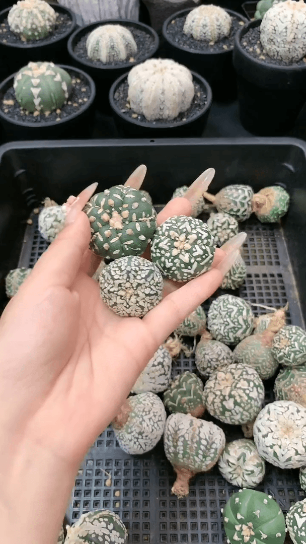 【闪购商品】生长纹三颗