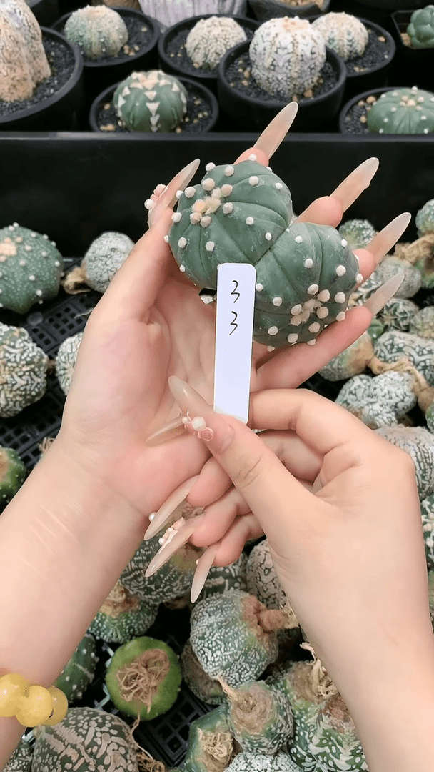 【闪购商品】双生33号