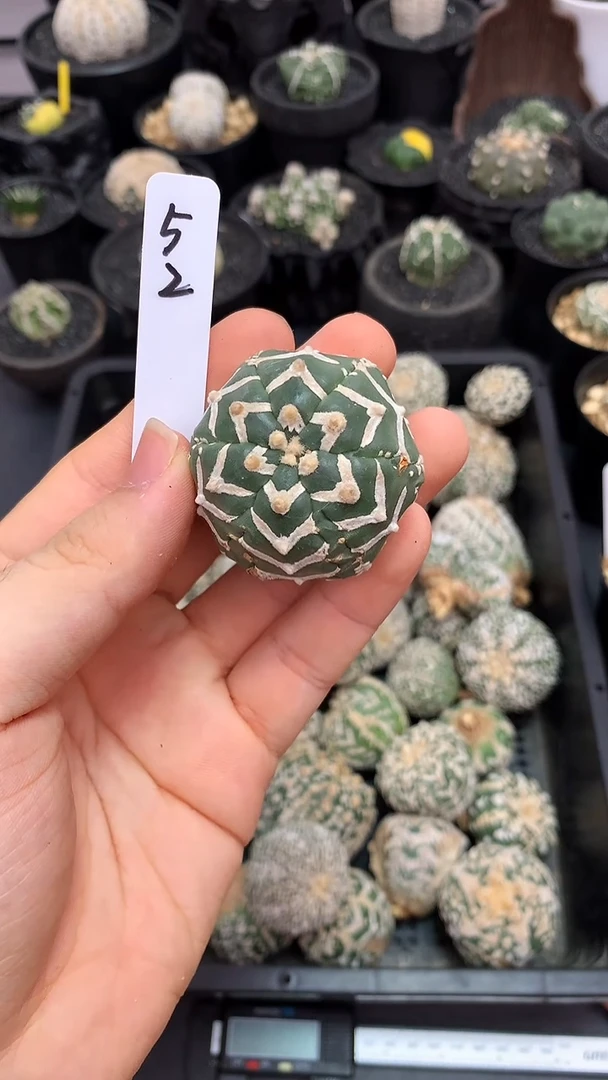 【闪购商品】实生琉璃带纹，52号