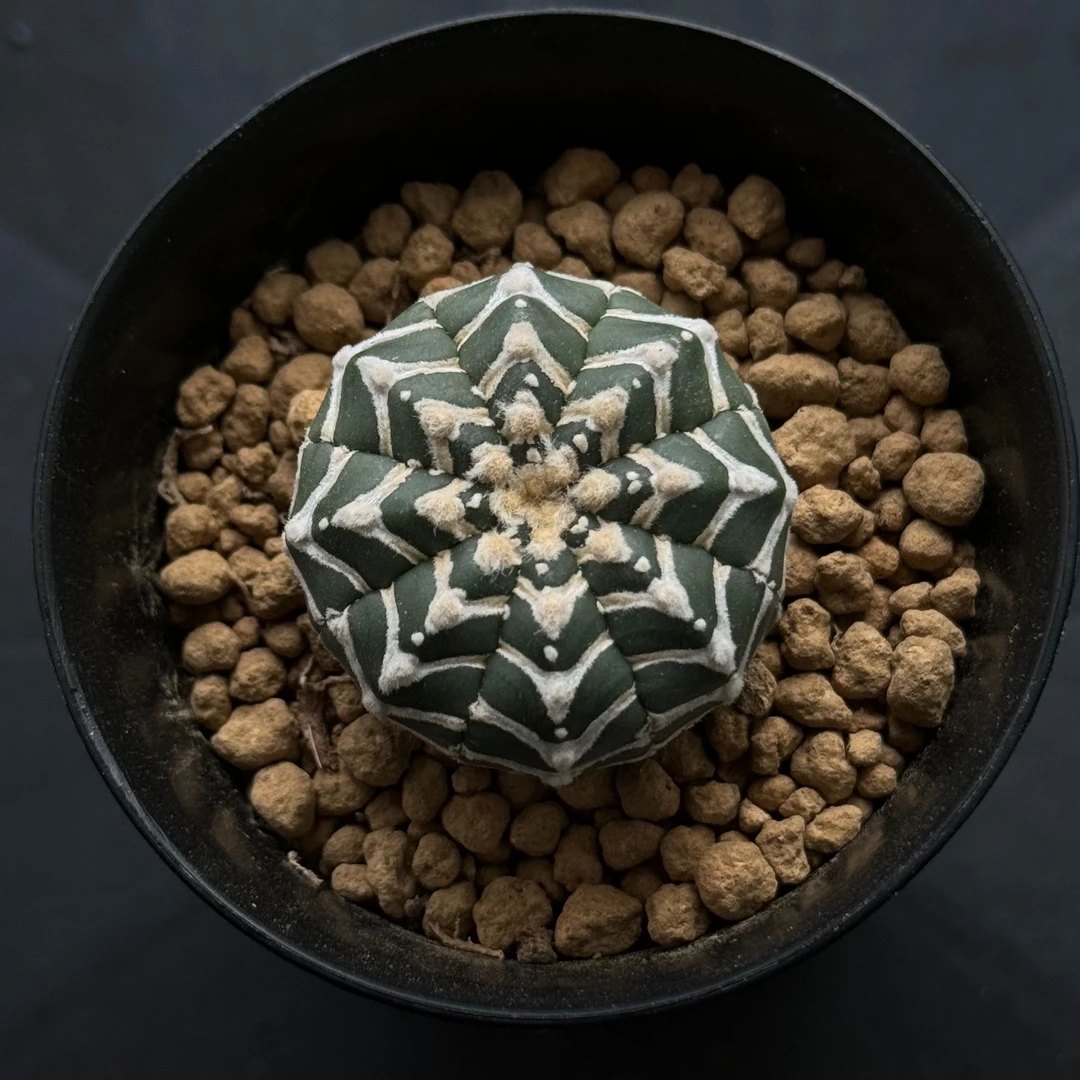 琉璃兜星球属懒人植物