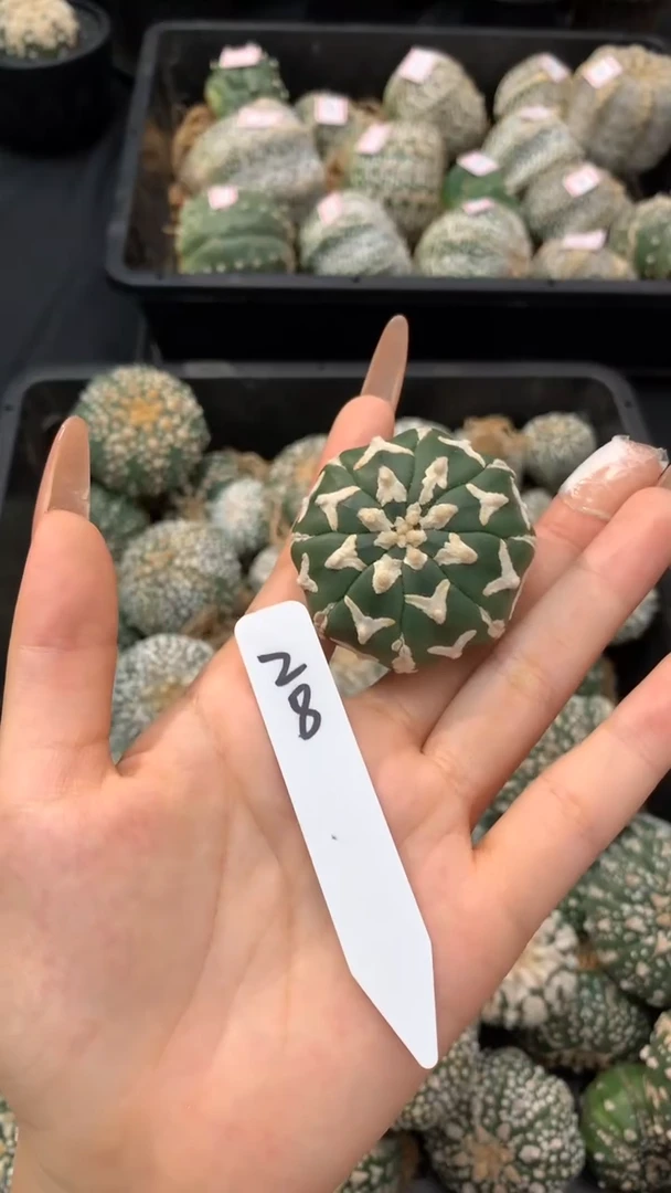 【闪购商品】生长纹兜28号