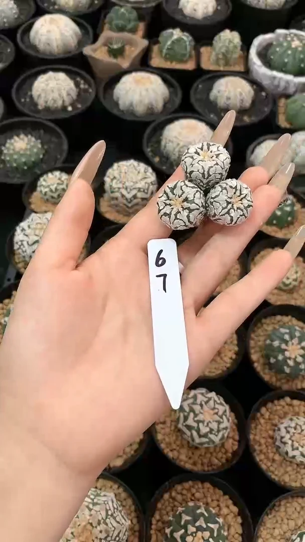 【闪购商品】 三生67号