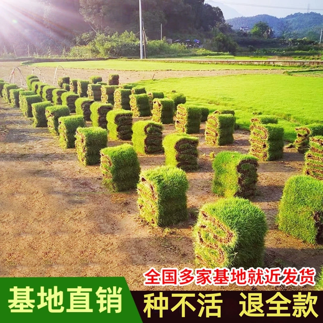 真草坪马尼拉草皮百幕大果岭草剪股颖台湾青矮生四季常青庭院别墅