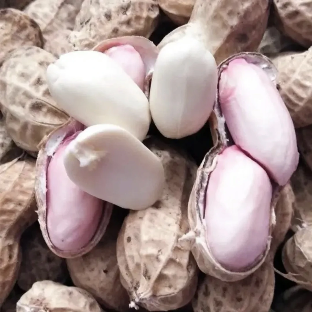 2024新鲜花生湿新鲜花生带壳粉皮批发现挖当季农家自种粉皮生花生
