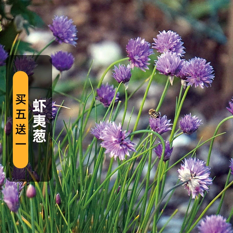 虾夷葱种子200粒观赏小花葱西洋细香葱籽可食用阳台盆栽春秋季播