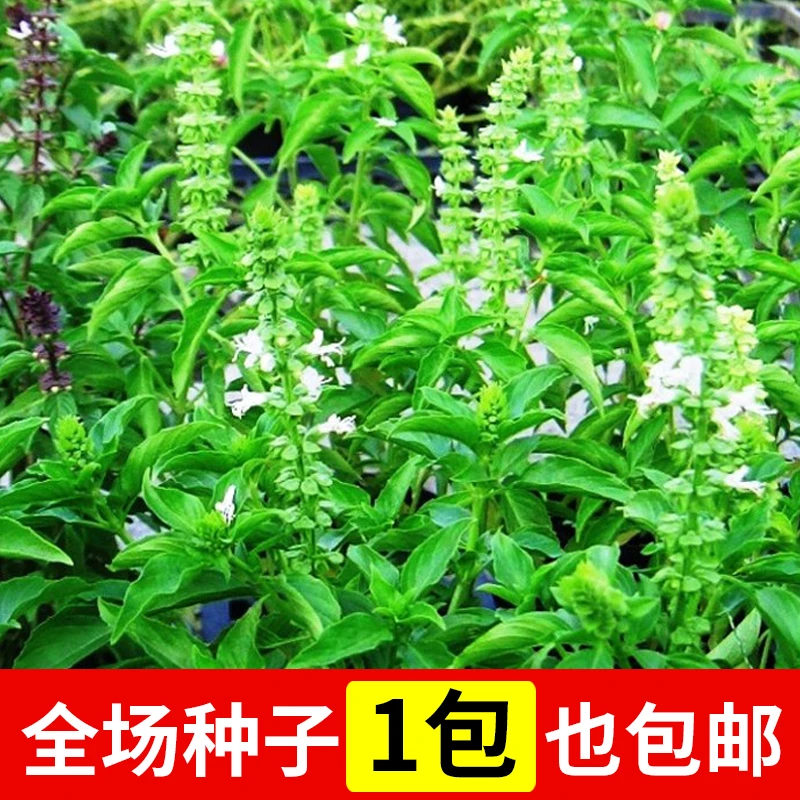 九层塔罗勒籽金不换香料调味可食用四季易种阳台盆栽种植蔬菜种子