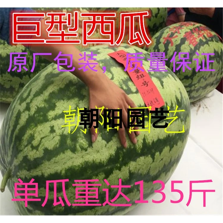 巨型西瓜种子特大 西瓜种籽特种西瓜种子航天182号西瓜懒汉瓜种子