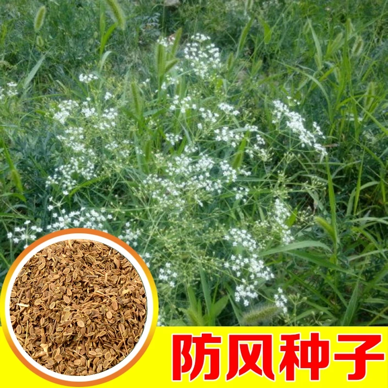 防风种子防风籽材种籽四季种植阳台盆栽黄芪当归桔梗种子