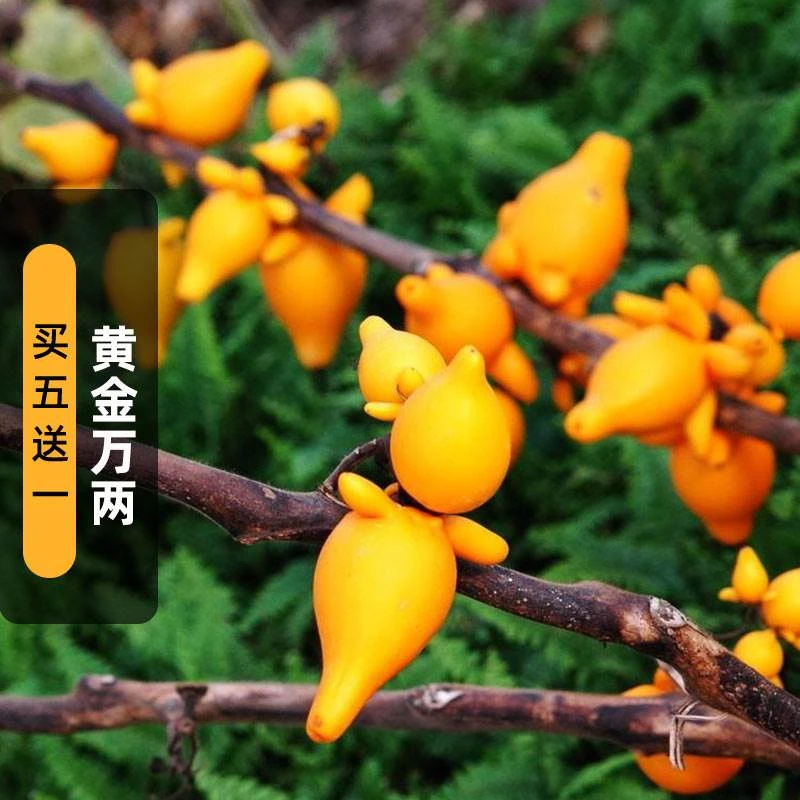 黄金万两果种子20粒乳茄五指果五代同堂种籽可观果切花年宵花春播