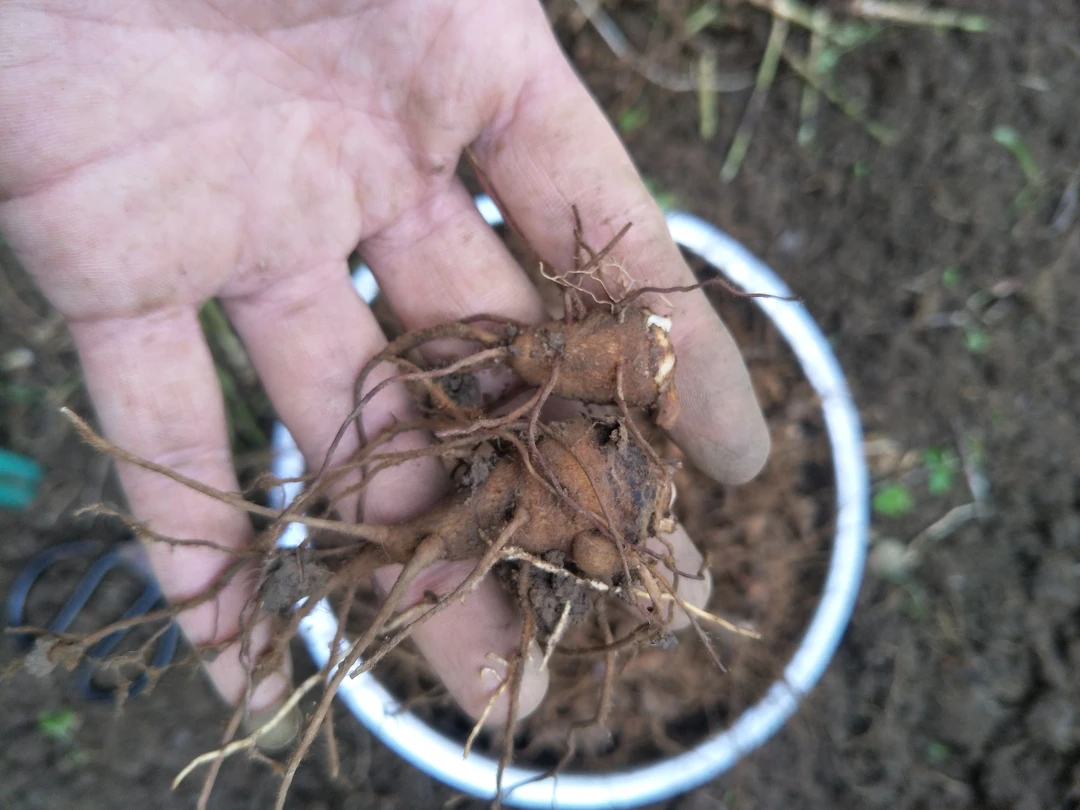 紫花乌头苗 耗子老壳 大小棉签头至大拇指左右统货一起出售