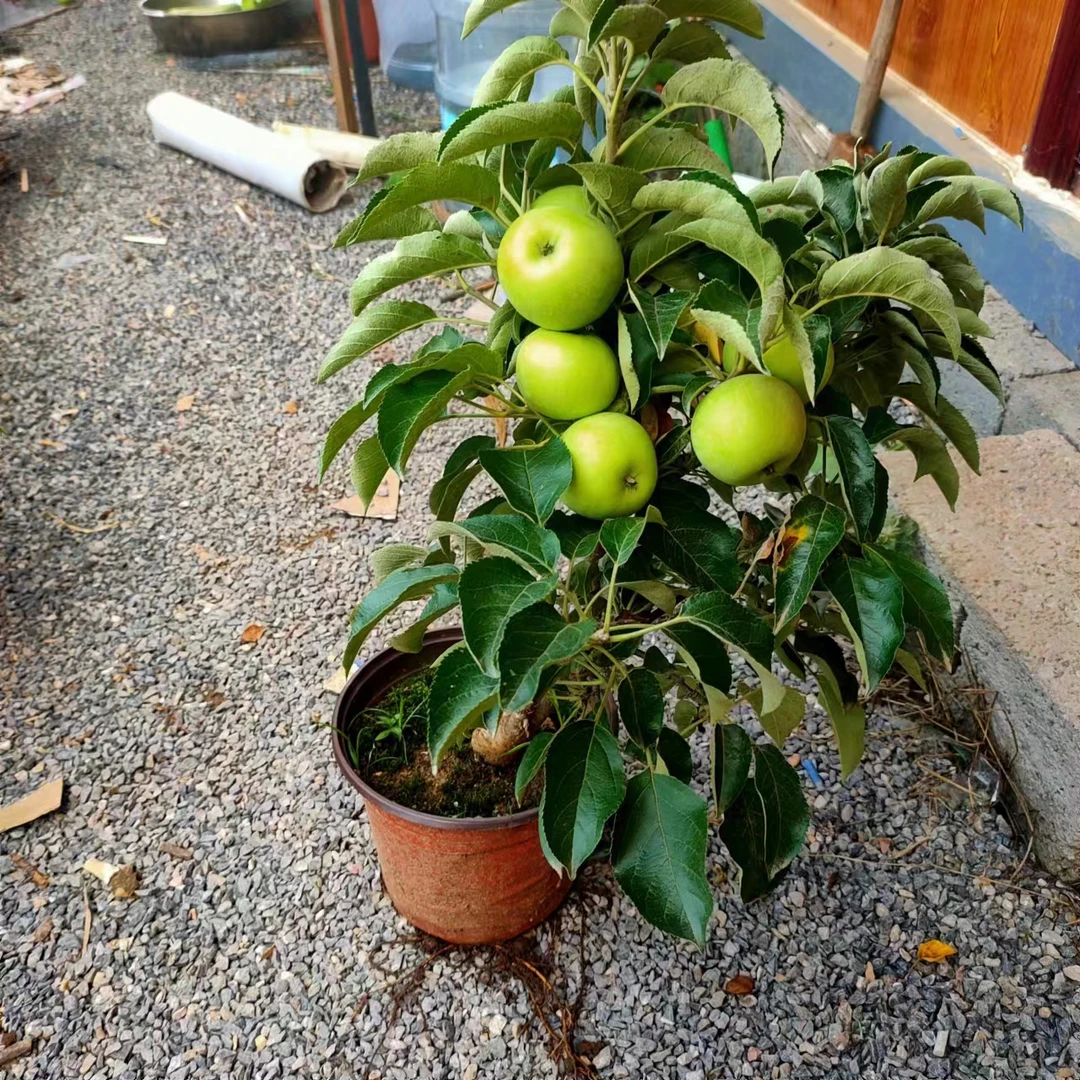 59大红荣/红富士/国光花园植物