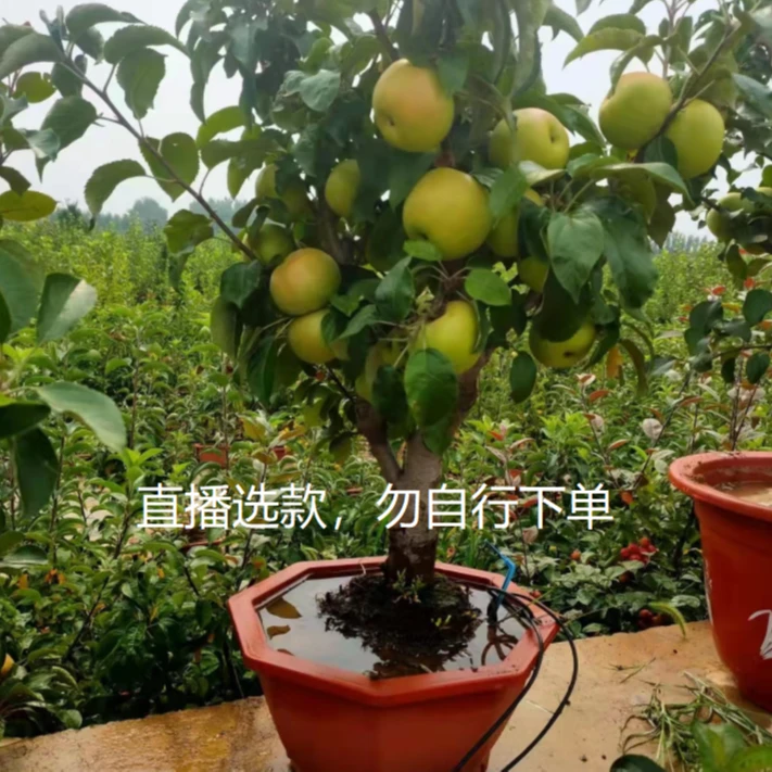 花园植物盆景盆栽植物各种品种南北方皆可种植室内室外均可无花果