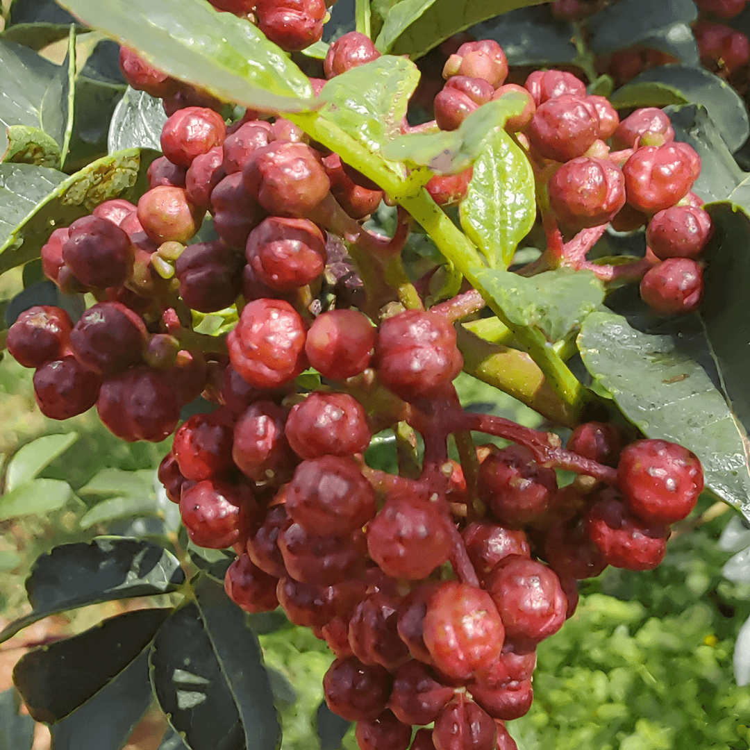 【顺丰包邮】贵州高山红花椒高山种植花椒优质花椒新鲜采摘红花椒