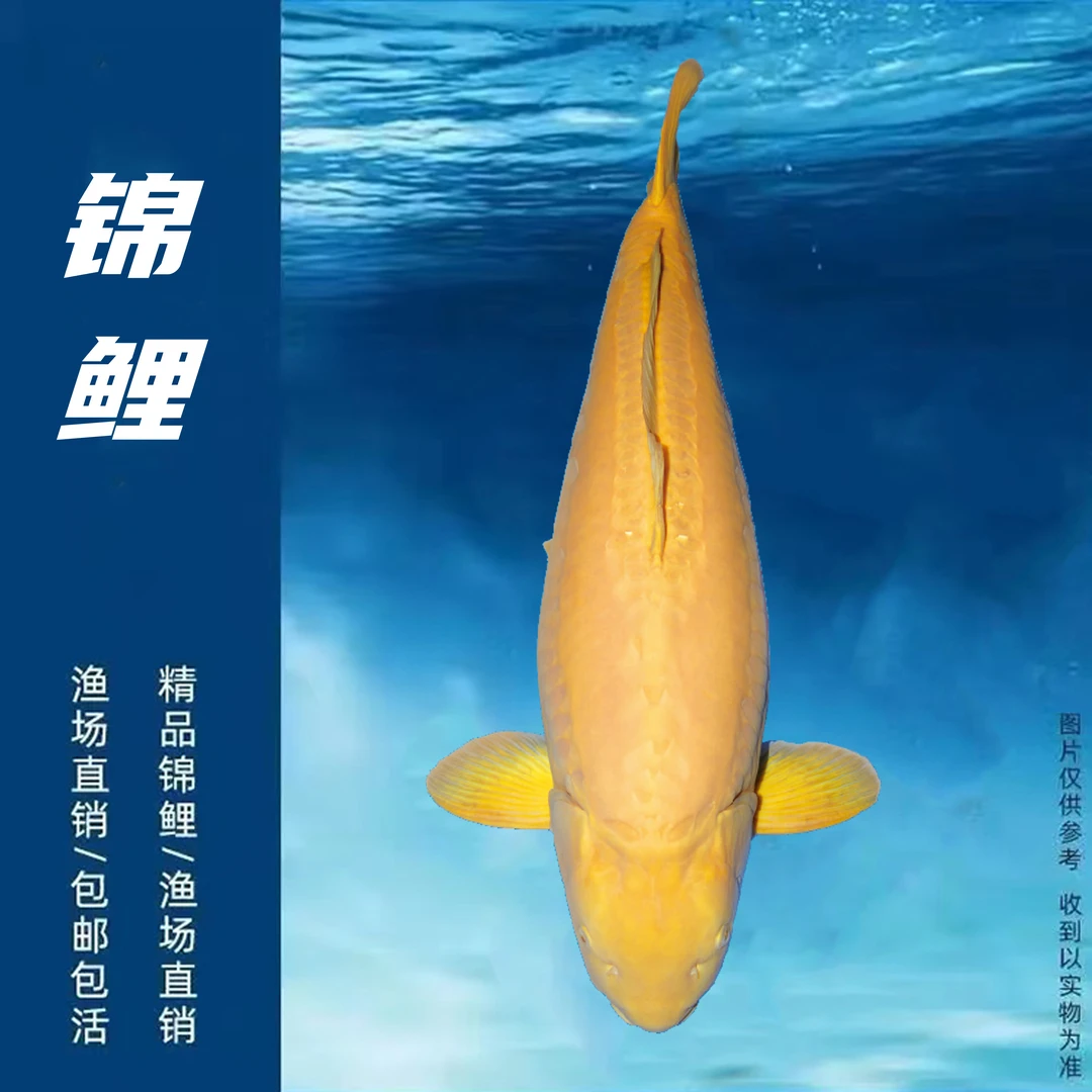 精品的锦鲤红白唐王锦鲤优选